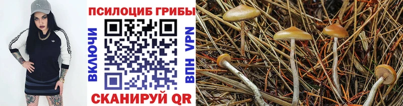 Купить закладки  Тосно  Псилоцибиновые грибы мухоморы 